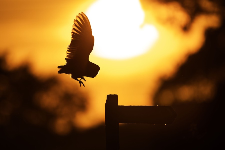 An owl, seen in silhouette, lands on a post at sunset.