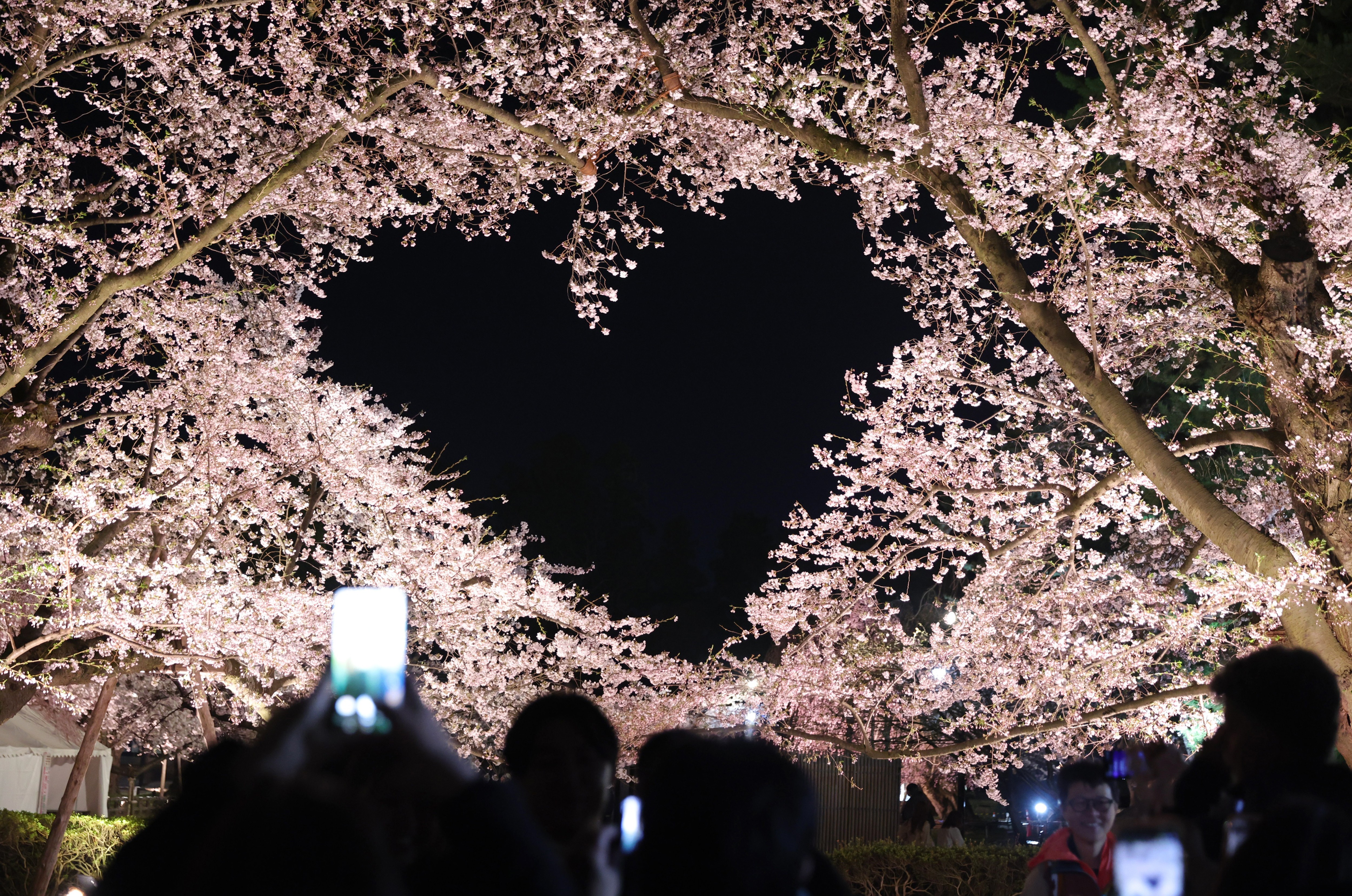 People take photos of cherry trees in full bloom at night. A large negative-space hole among the branches appears to be arranged into a heart shape.