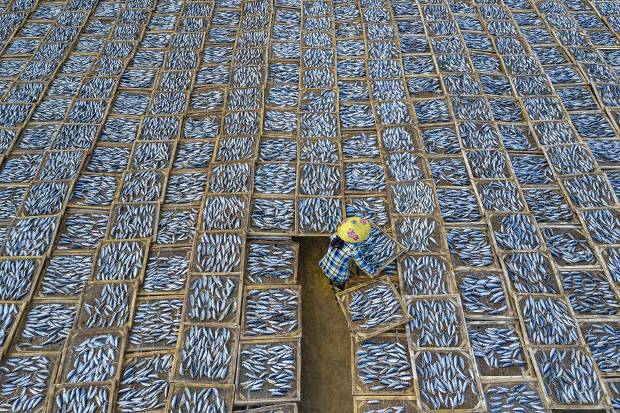 A woman works among hundreds of trays of drying fish.