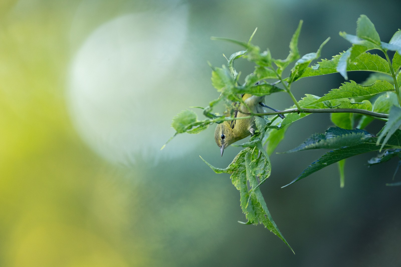 A small yellow-green bird perches on a branch.