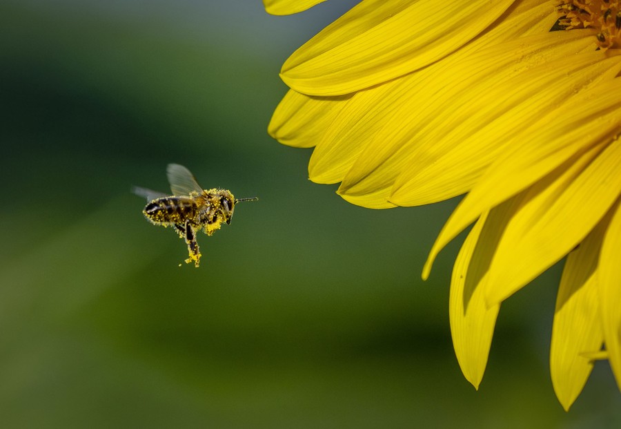 A pollen-covered bee flies toward a sunflower.