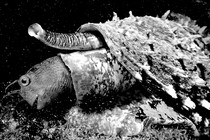 a cone snail swallows a fish whole