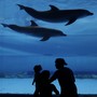 A family looks at dolphins in an aquarium.