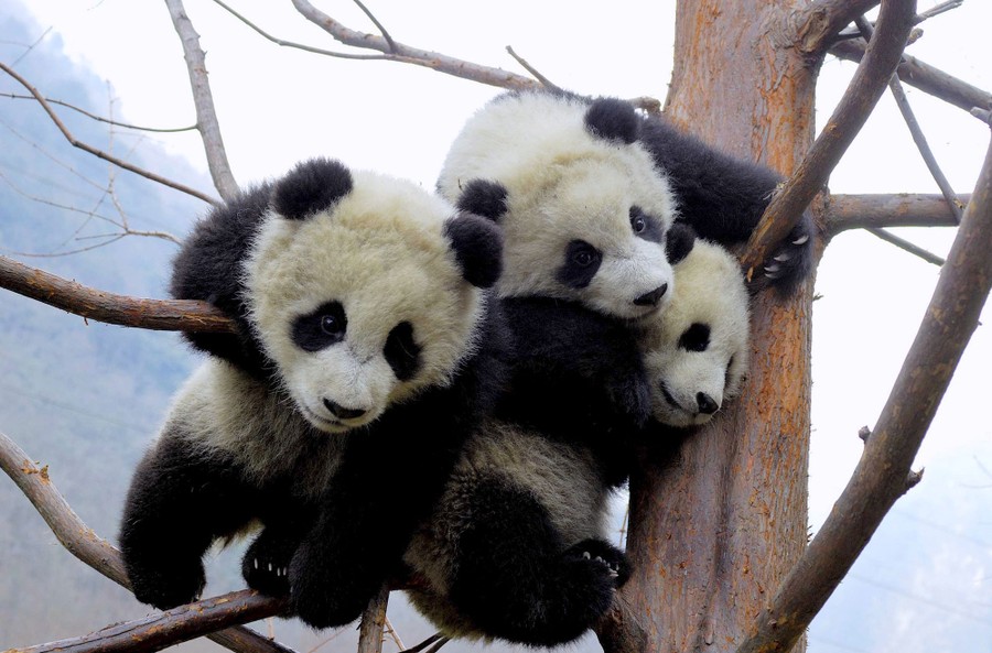The Sichuan Giant Panda Bases and Sanctuaries - The Atlantic