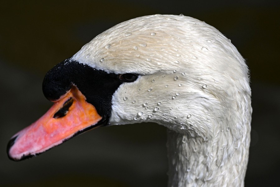 A close view of a swan's head, showing water droplets beaded up on its feathers