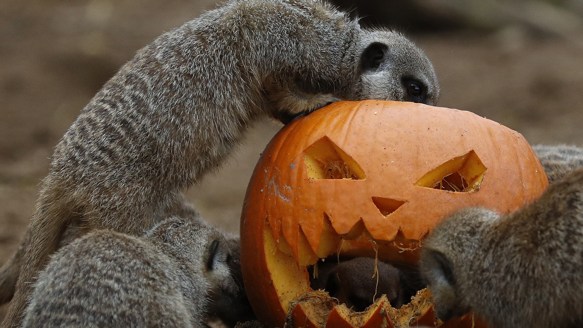 A Brief History of 'Spooktacular,' a Halloween Pun Since 1897 - The