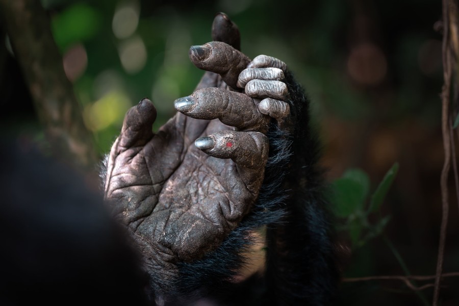 The hands of a mother and infant gorilla