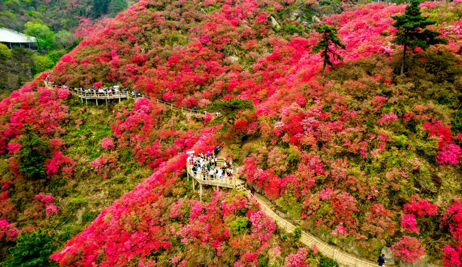 An aerial view of blooming azalea flowers along a pathway on a mountain slope.