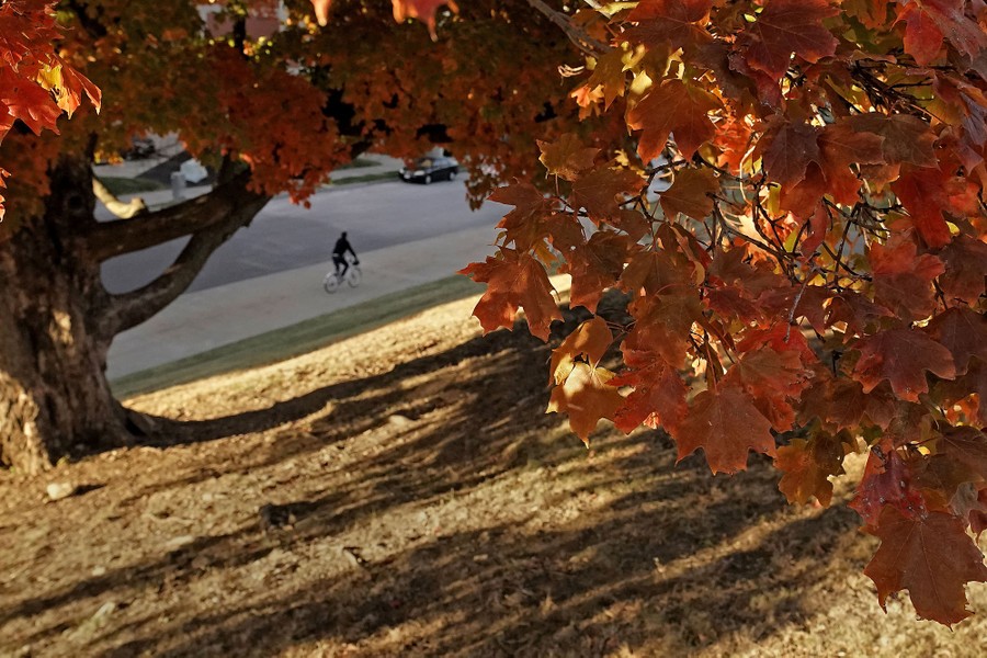A man rides a bicycle beneath a canopy of maple leaves.