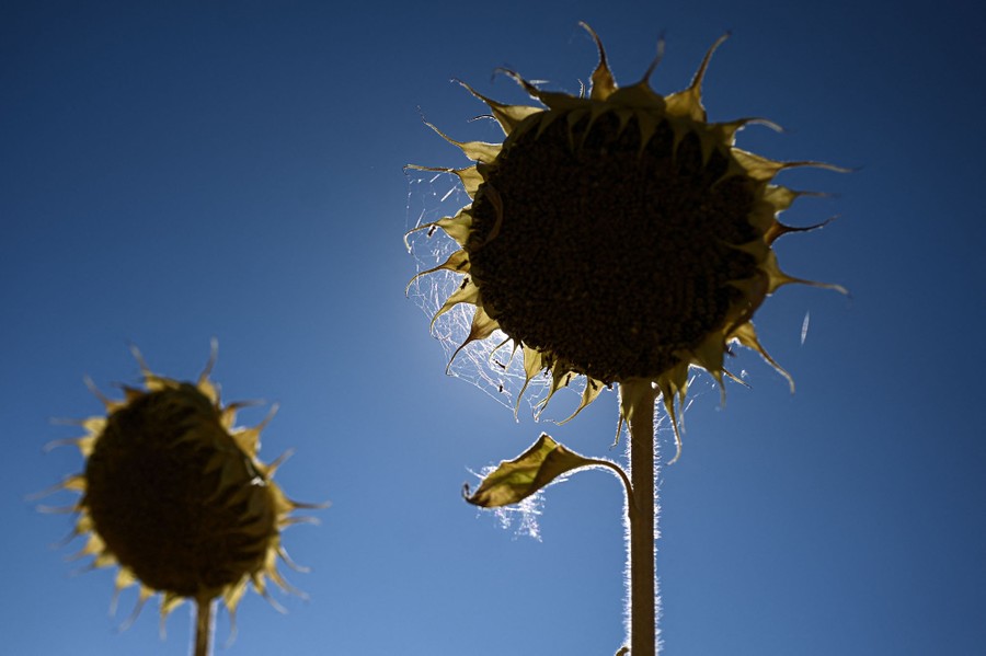 A view of two very dry sunflowers