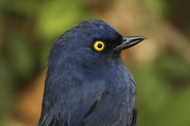 A deep-blue flowerpiercer