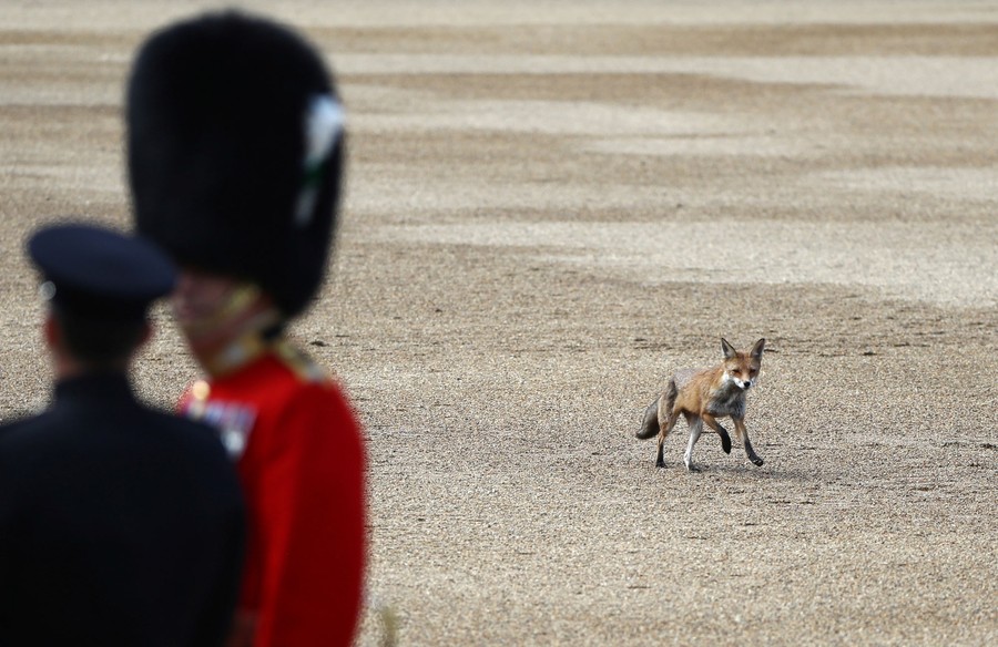 A fox runs across a parade ground, behind two soldiers in dress uniform.