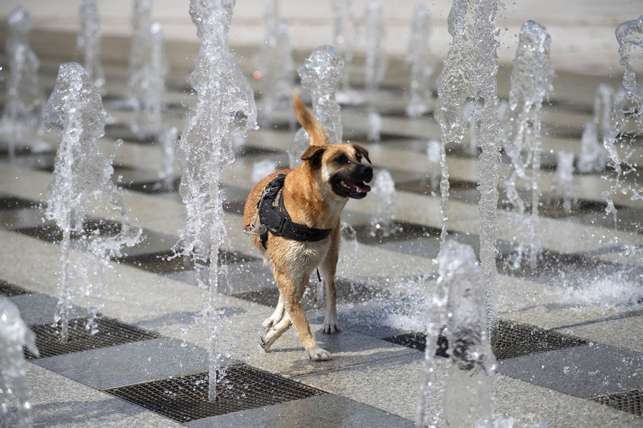 A dog walks among jets of water.