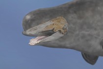 A reconstruction of the narluga