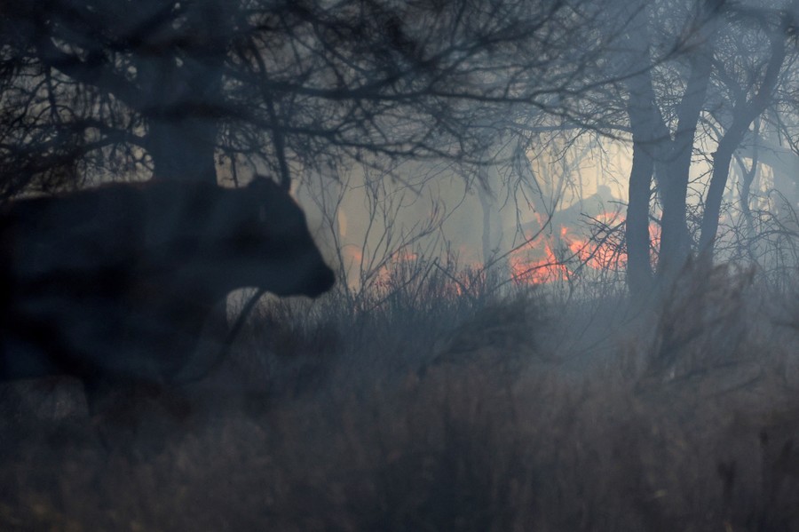A cow walks past a brush fire.