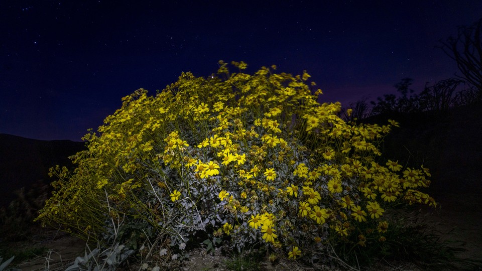 Yellow wildflowers at night, lit up by camera flash