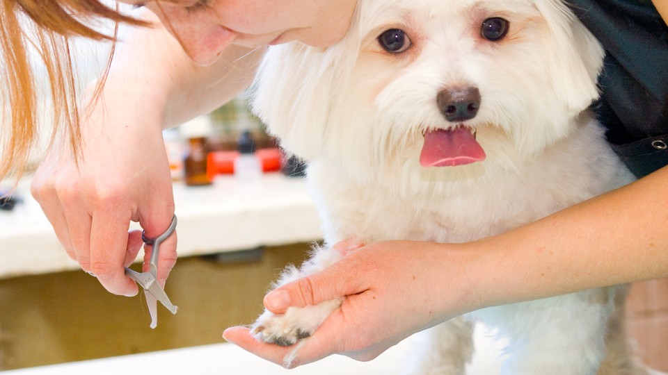 Pet-Grooming at Work, and Other Trendy Perks - The Atlantic