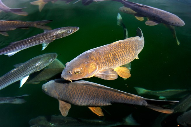 Underwater photograph of two bass and other fish
