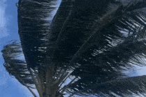 Gif of a palm tree moving in Lahaina, Hawaii