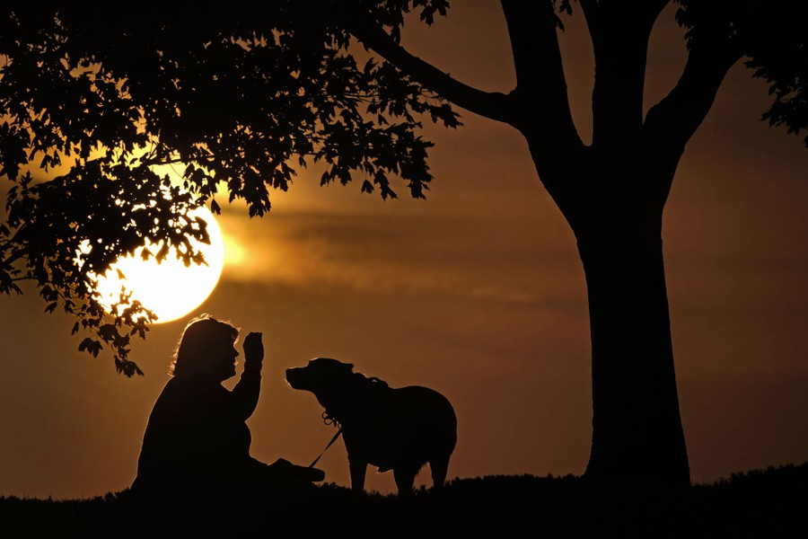 A woman plays with her dog at sunset in a park.