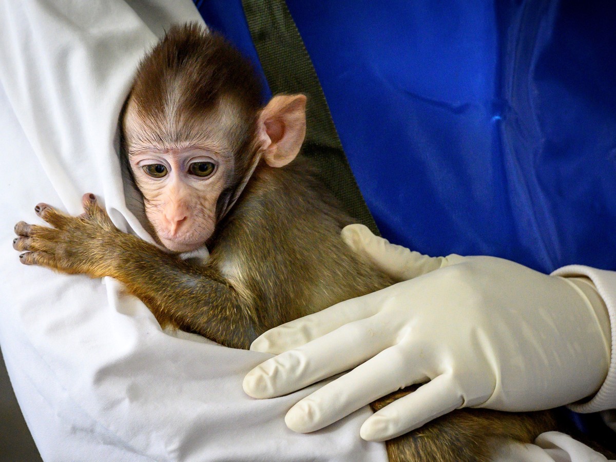 Covid 19 Vaccine Research Is Facing A Monkey Shortage The Atlantic