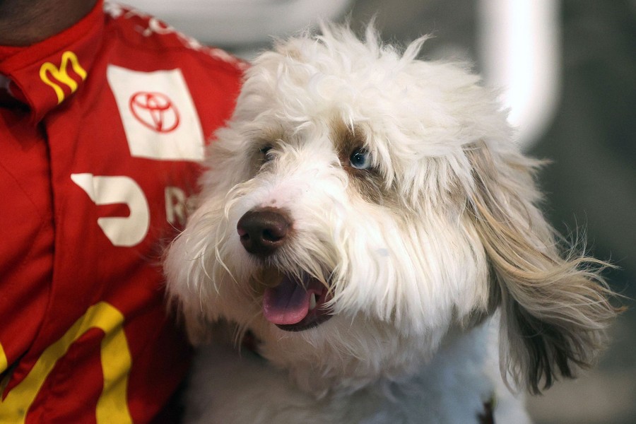 A race car driver poses with his dog after winning a race.