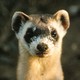 Picture of an endangered black-footed ferret