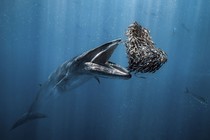 A whale opens its mouth to swallow a tight-knit school of fish.