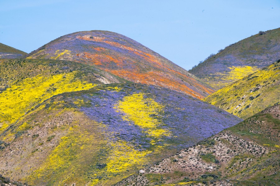 Orange, yellow, and purple wildflowers cover rounded hills.