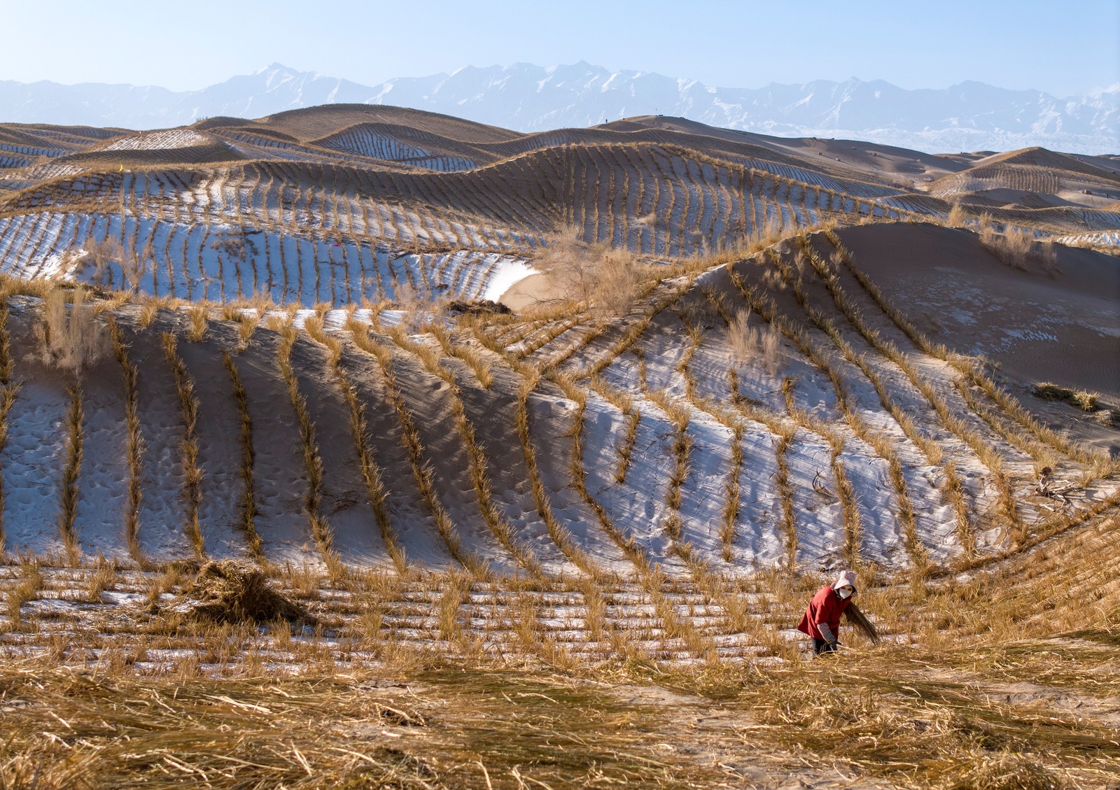 A person works on windbreaks made from straw planted in sand dunes in a crisscross pattern.