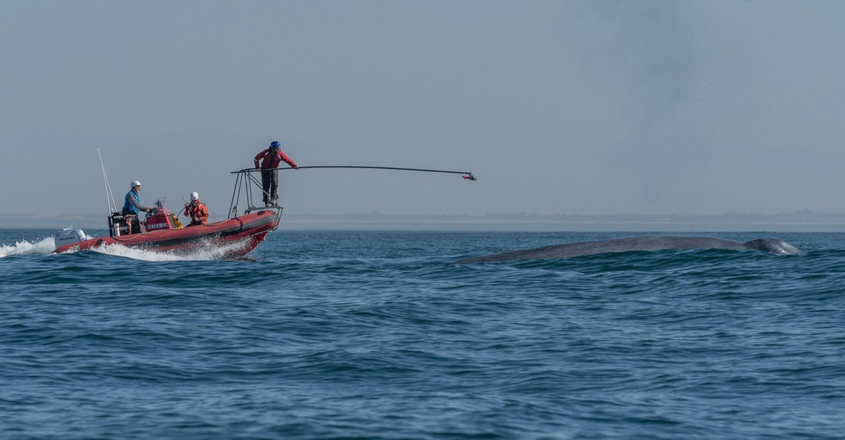 A Diving Blue Whale's Heart Beats Very, Very Slowly - The Atlantic