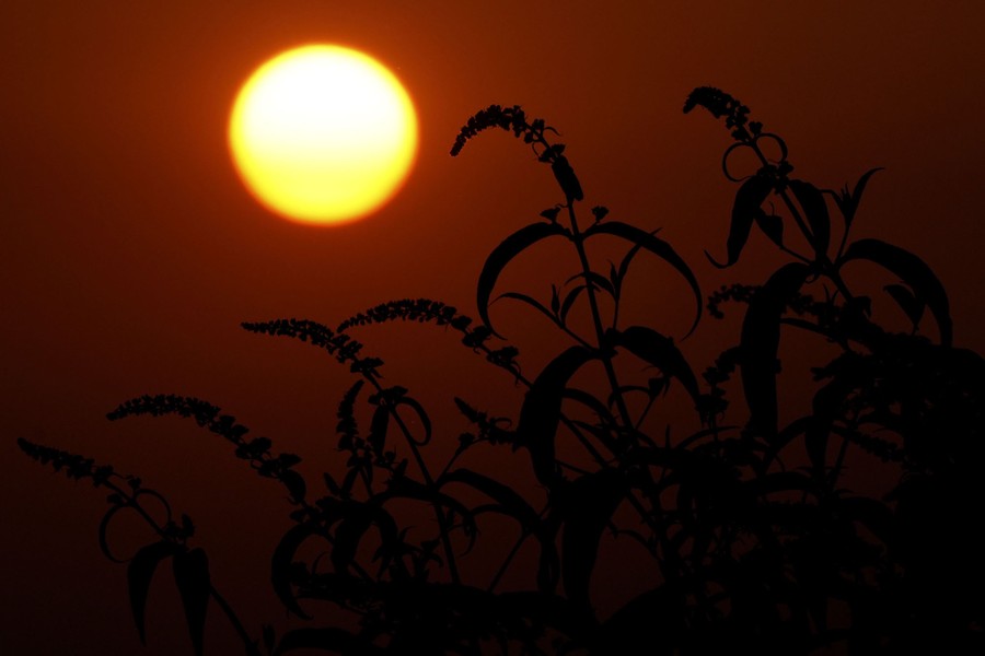 Plants in silhouette with the sun rising in the background