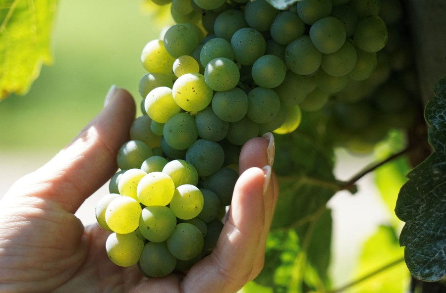 A person handles a ripe bunch of grapes on a vine.