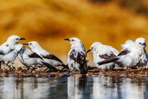 Southern pied babblers at a waterhole