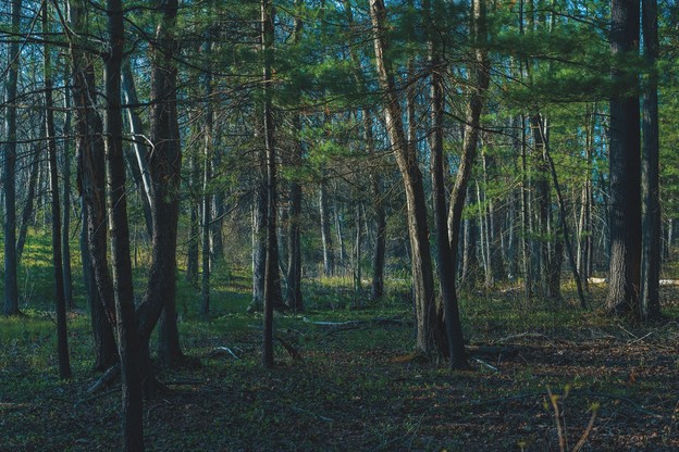 photo of forest trees with green grass and pine needles and blue sky in background