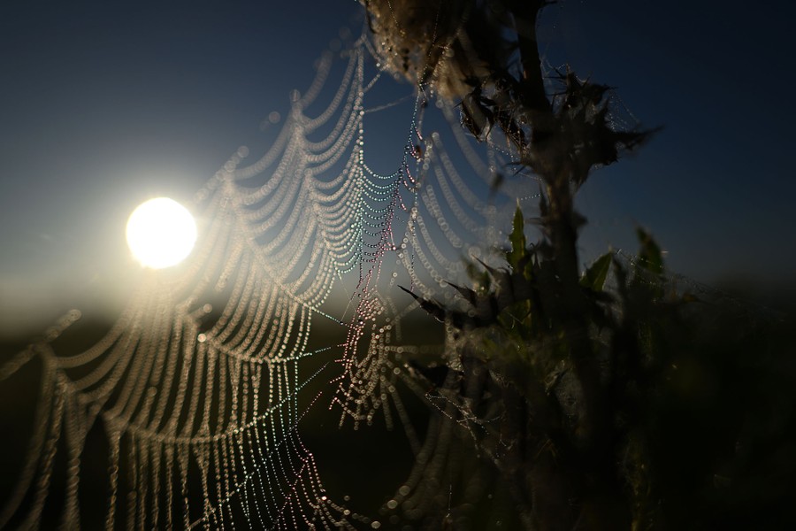 A close view of a spiderweb hanging from a plant, lit up by the low sun in the sky, showing a rainbow of color in dewdrops on the web.