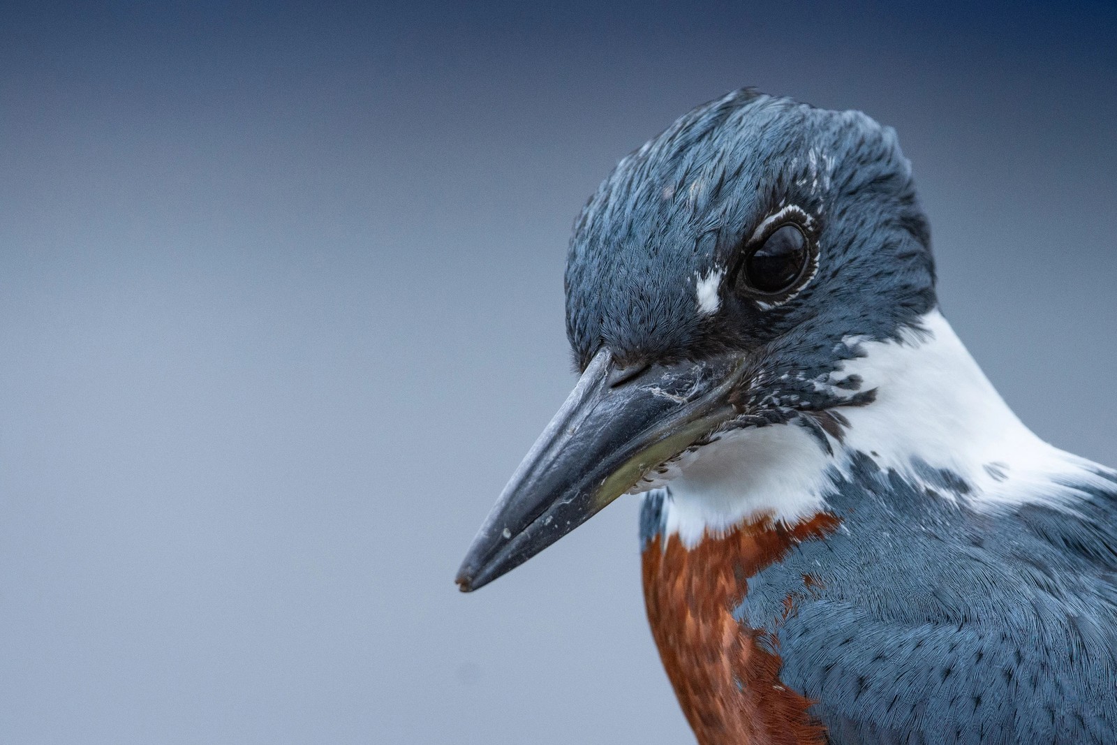 The blue head and back, snowy white neck, and rusty red upper chest of a kingfisher fills the right half of the frame.