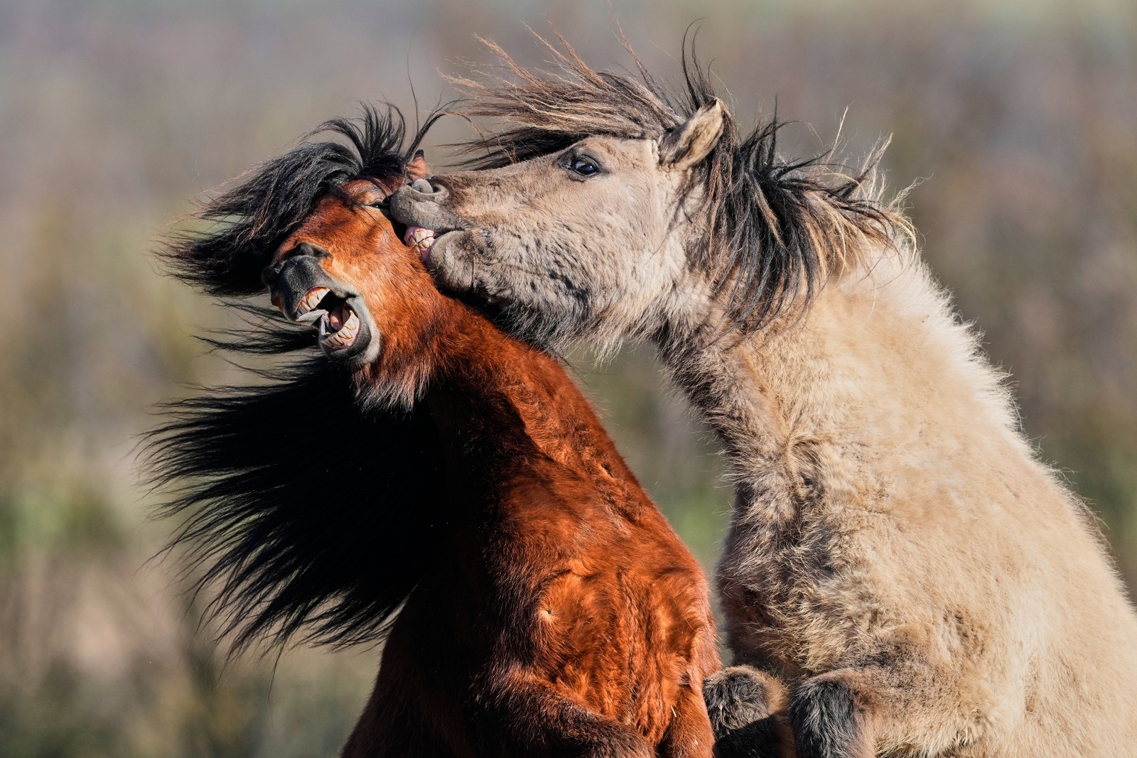 Two shaggy horses fight in a field.