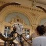 A woman looks at a mammoth skeleton