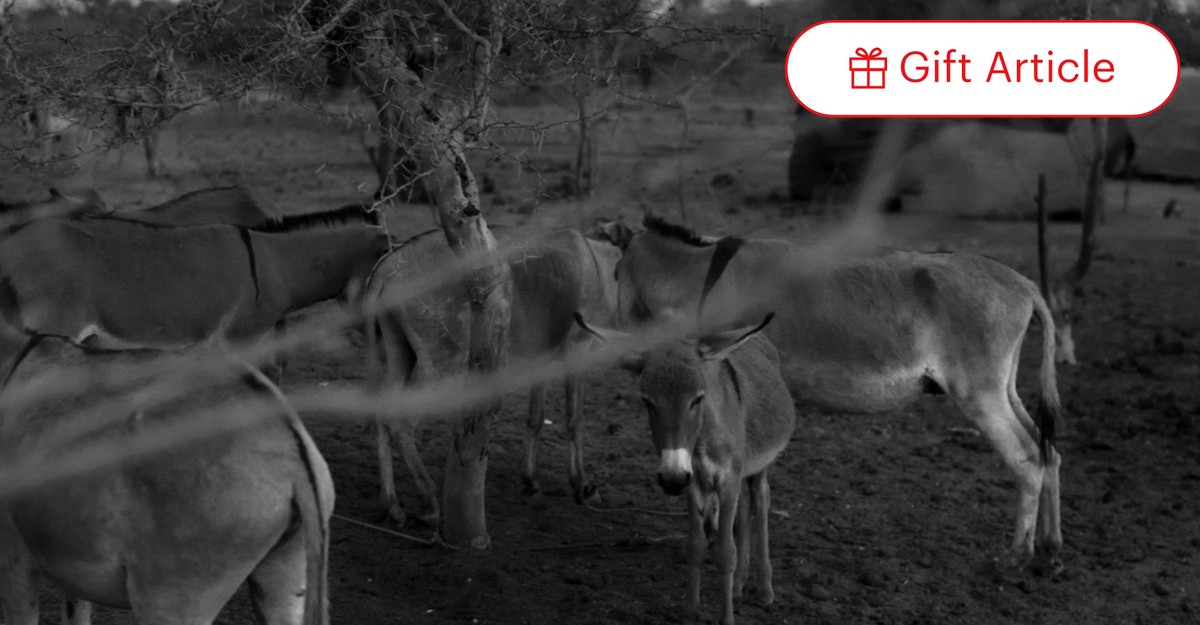 【ラッピング不可】 China Why Can't Atlantic The - Donkeys Africa's of Enough Get ジャケット・アウター