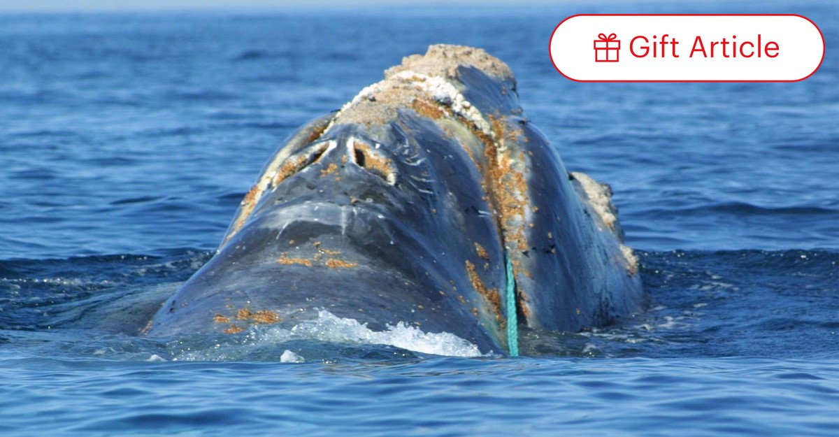 “The Whale’s Thank You: A Story of Rescue, Gratitude, and Survival ...