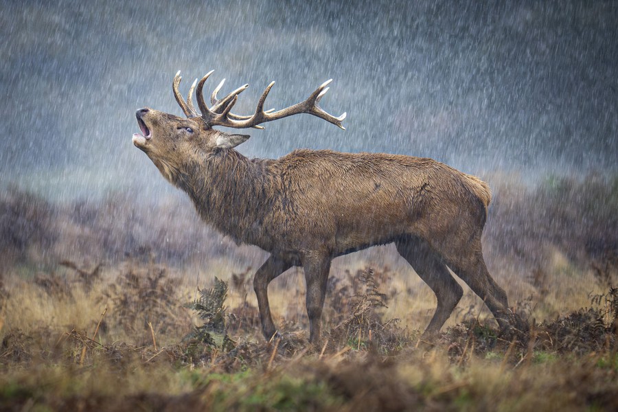 A deer bellows in a field during a rainstorm.