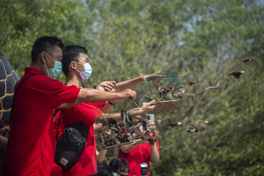 Several people stand side by side opening small cages they hold in their hands, releasing dozens of small birds.