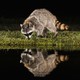 Photo of a raccoon looking at its reflection