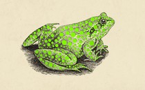 Illustration of a frog with green spots all over it