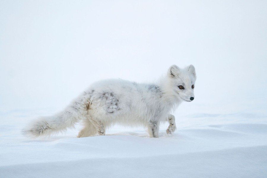 An Arctic fox walks through snow.