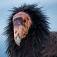 close-up photo of california condor