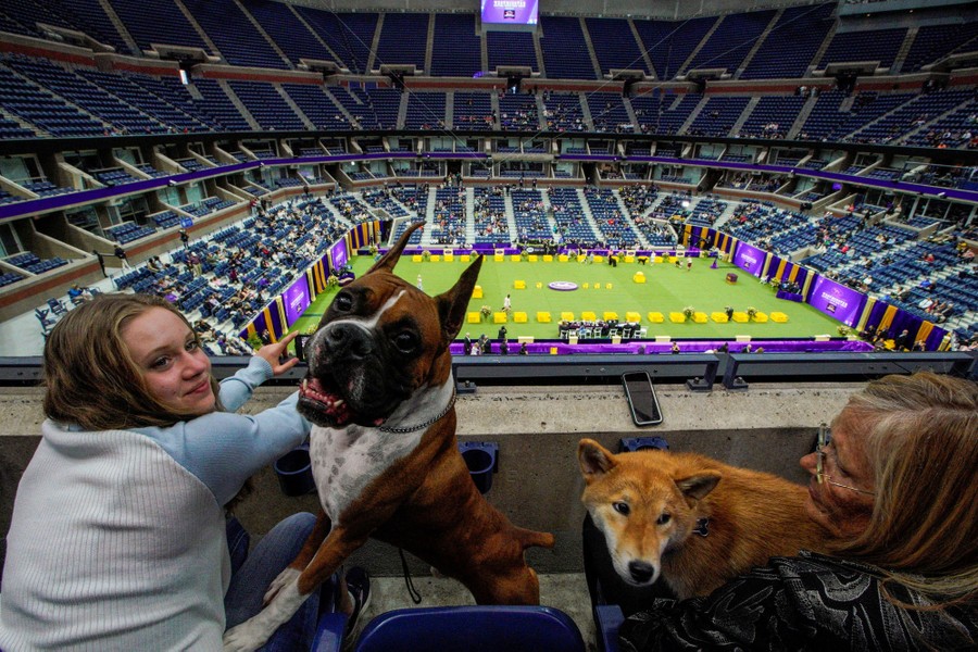 A wide view of stadium seating, with a number of people sitting in the stands with their dogs.