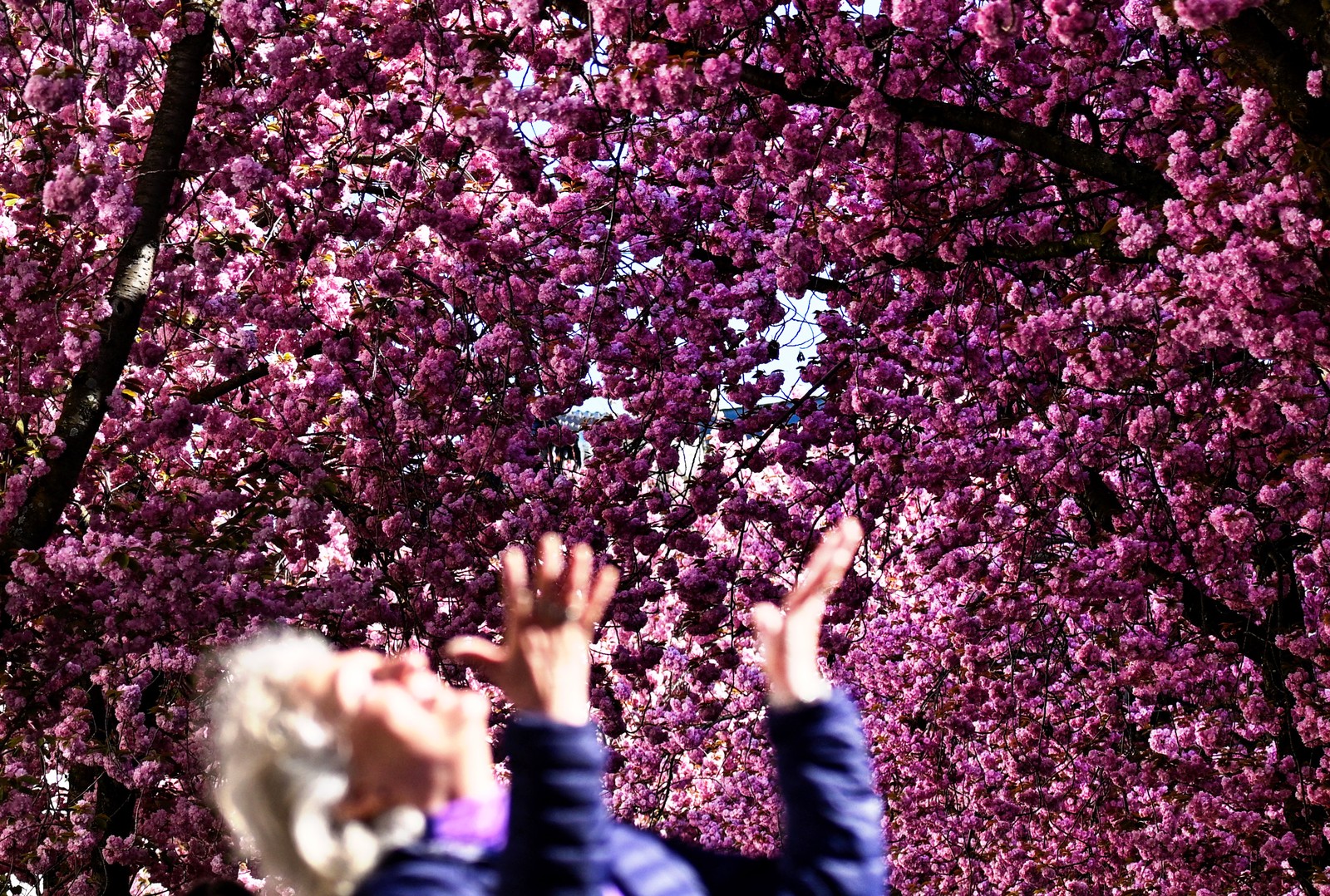 A woman, looking and gesturing upward,  poses beneath blooming cherry trees.