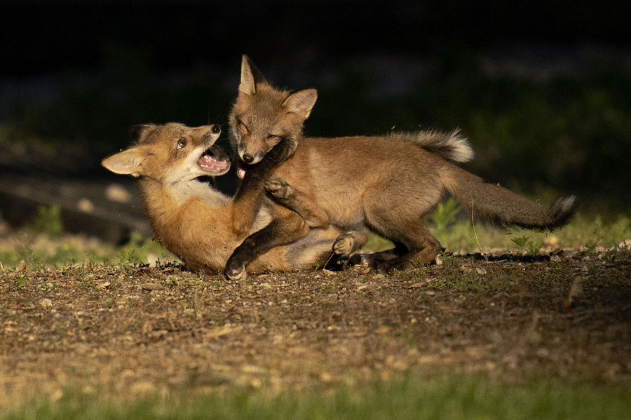 Two fox kits play with each other in a yard.
